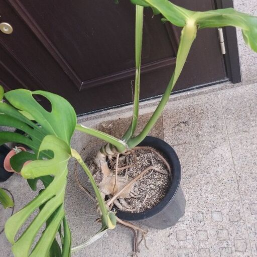 コカコーラ 飛行機 フィギュア コカ・コーラ DC-3 模型 飛行機 1/144