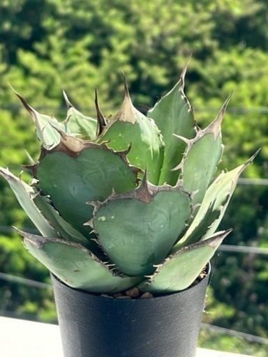 Agave Titanota ITALIY イタリア産
