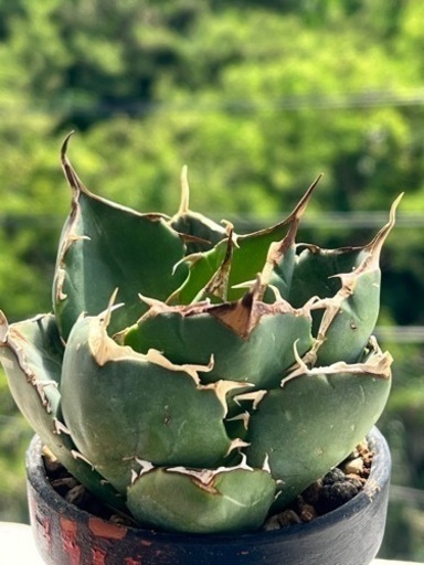 Agave titanota Rose  イラン産