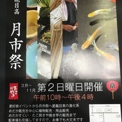 改良めだか、熱帯魚