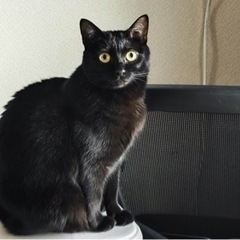 「至急」2歳メス黒猫