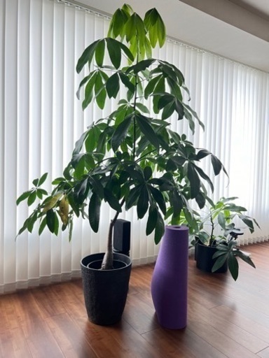 ⭕️本日　パキラ　観葉植物　SOLSOHOME 鉢カバー