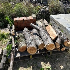サクラの伐採材　薪の原木などに