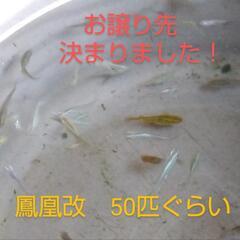 鳳凰改メダカ現物50匹ぐらい800円