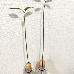 アボカドの苗　2個セット　水栽培　観葉植物
