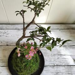 姫アセロラ苔玉🌿植物