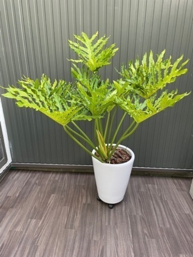 【観葉植物】セローム　陶器鉢付き