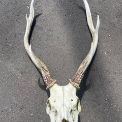 鹿　ツノ　頭蓋骨
