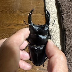 能勢産SR血統オオクワガタ88ミリ 、56ミリペア