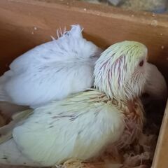 セキセイインコ、クリームとアルビノ - 地元のお店