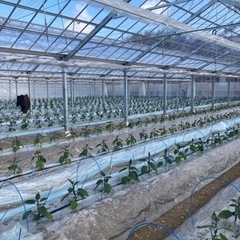 水茄子栽培、管理作業