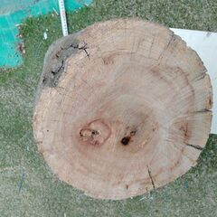 ﾕｰｶﾘか榧☆丸太☆樹木メンソール