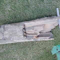 ﾕｰｶﾘか榧☆丸太☆樹木メンソール