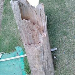 ﾕｰｶﾘか榧☆丸太☆樹木メンソール