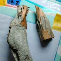 ﾕｰｶﾘか榧☆丸太☆樹木メンソール