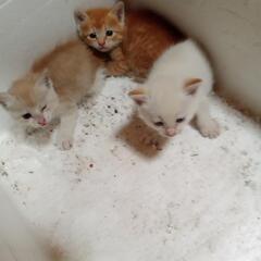 5月9日早朝保護猫さん3匹です。飼主不在確認済みの画像