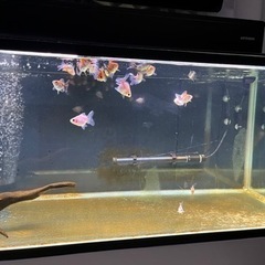 水槽セット　ローズテールオランダ稚魚 無料スポットライト4個付き 水槽セット ローズテールオランダ稚魚 無料スポットライト4個付き