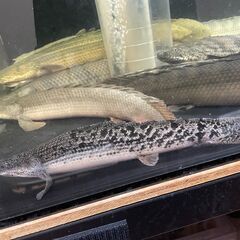 熱帯魚　ポリプテルス・デルヘッジ 20-25cm前後③
