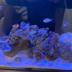 沖縄産　少し　レア　な　カクレクマノミ　セット　水槽　海水魚