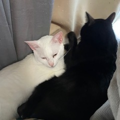 美しい白猫と賢い黒猫 - 里親募集