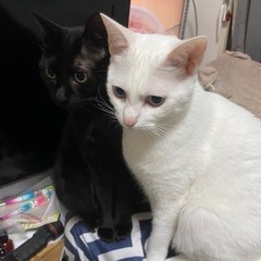 美しい白猫と賢い黒猫