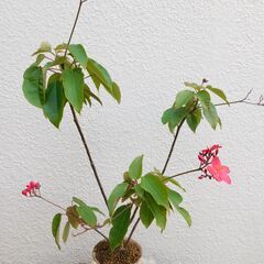 盆栽素材ナンヨウザクラ(別名テイキンザクラ）