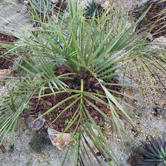 ココスヤシ🌴size色々あります🌴