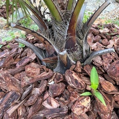 ココスヤシ🌴size色々あります🌴