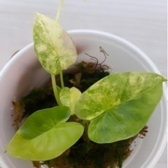 アロカシア　オキナワゴールド　極斑入 植物