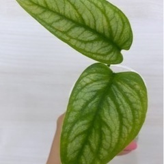 モンステラ　シルテペカナ植物