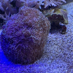 サンゴ　アザミサンゴ