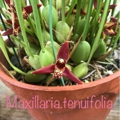 【洋蘭原種】Maxillaria.tenuifolia 香りあり...