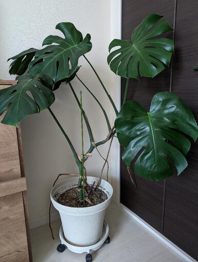 取引中　取りに来て頂ける方　モンステラ　観葉植物