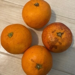 ブラッドオレンジ　3つセット