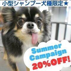 シャンプー犬種限定★サマーキャンペーン