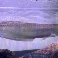 熱帯魚ブラックアロワナ