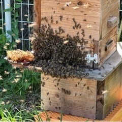 日本蜜蜂　分蜂1群　重箱2段