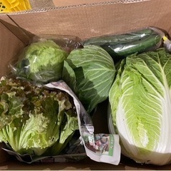 県産野菜　　キャベツ、サニーレタス、リーフレタス、きゅうり、ピー...