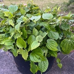 胡椒科の植物　大きめの鉢