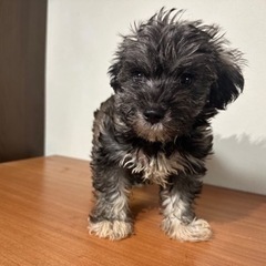 人大好きなシュナマルの男の子🐾 − 千葉県