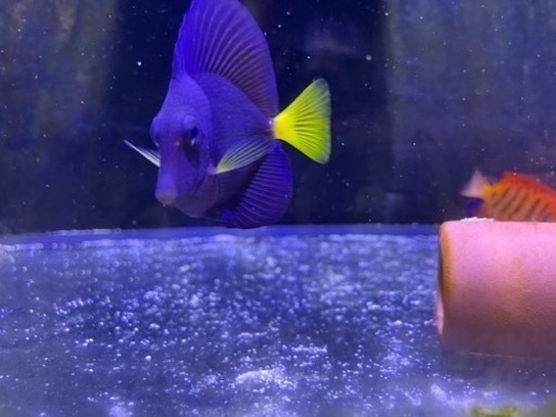 パープルタン
