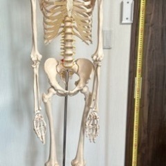 受け渡し予定者決定】骨模型のセット