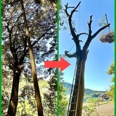 支障木伐採・剪定　特殊伐採　樹木管理　クライミング伐採　リ…