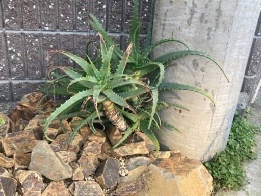 木立アロエ