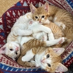 生後2ヶ月　仲良し4兄弟 - 猫