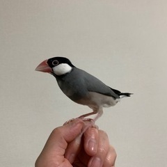 桜文鳥・シナモン文鳥　1歳の画像