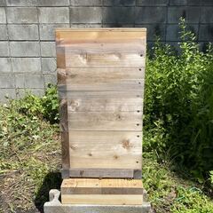 日本蜜蜂 分蜂群 手渡し 千葉県館山市