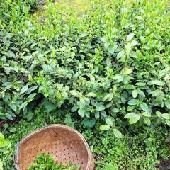 お茶収穫お手伝い - 東近江市