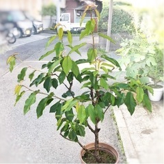 サクランボ 高砂 樹木 鉢植え