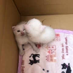 こねこ　白猫　2匹 − 大阪府